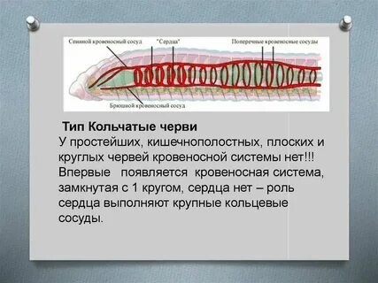 Кровеносная система плоских и круглых червей