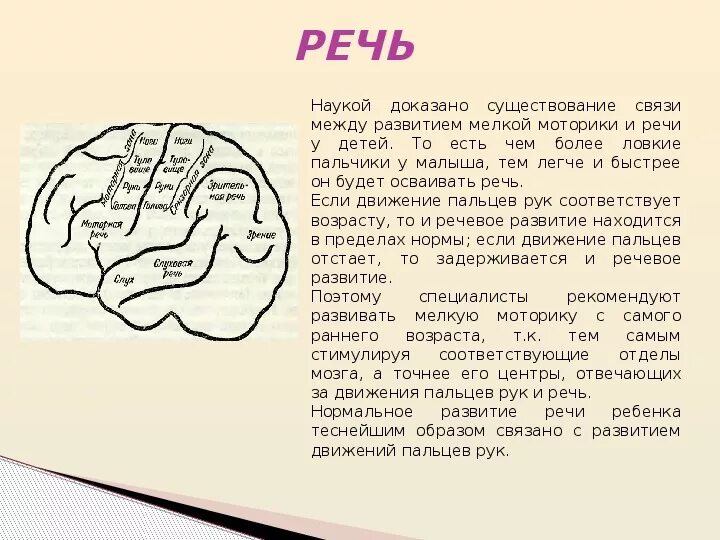 Значение моторики. Мозг взаимосвязь мелкой моторики и речи. Мелкая моторика и мозг. Мелкая моторика и речь. Моторика и речь взаимосвязь.
