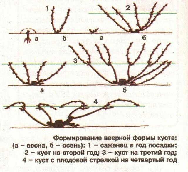 Схема обрезки винограда 2 года. Схема правильной обрезки винограда. Обрезка куста винограда. Формирование винограда весной.