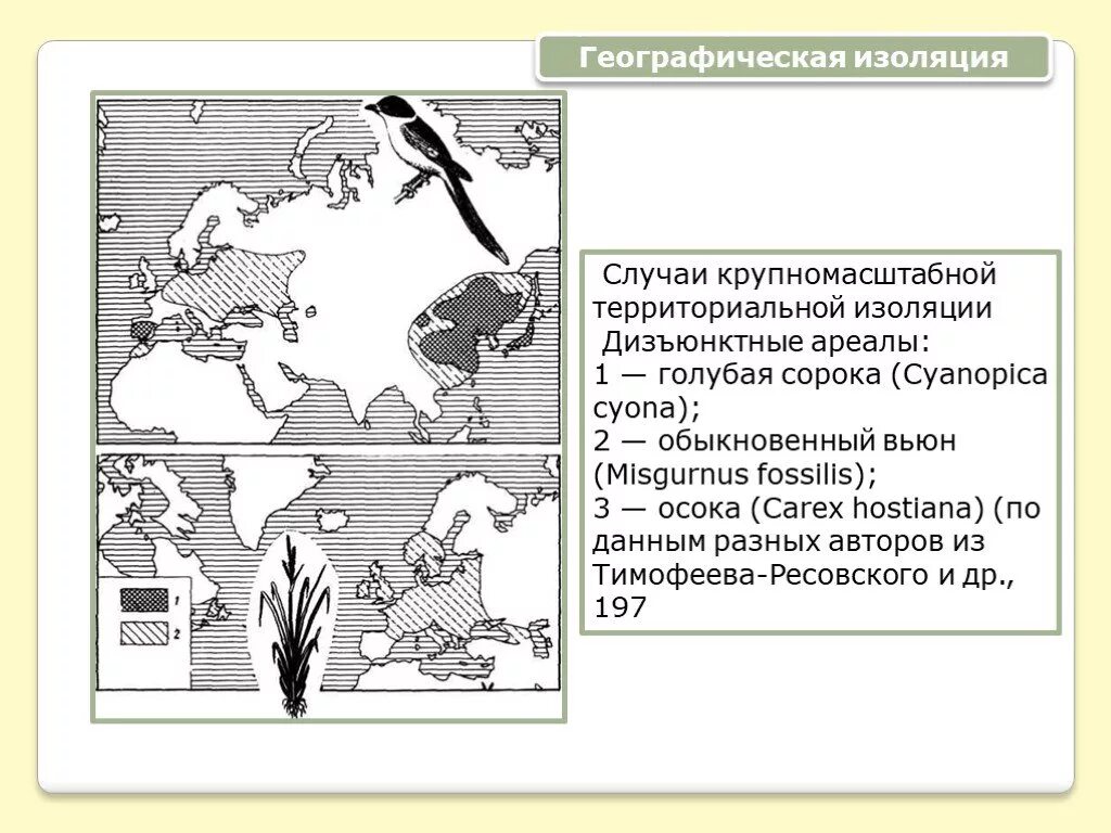 Географическая изоляция. Ареал голубой сороки. Географическая изоляция примеры. Голубая сорока ареал обитания. Описание географической изоляции