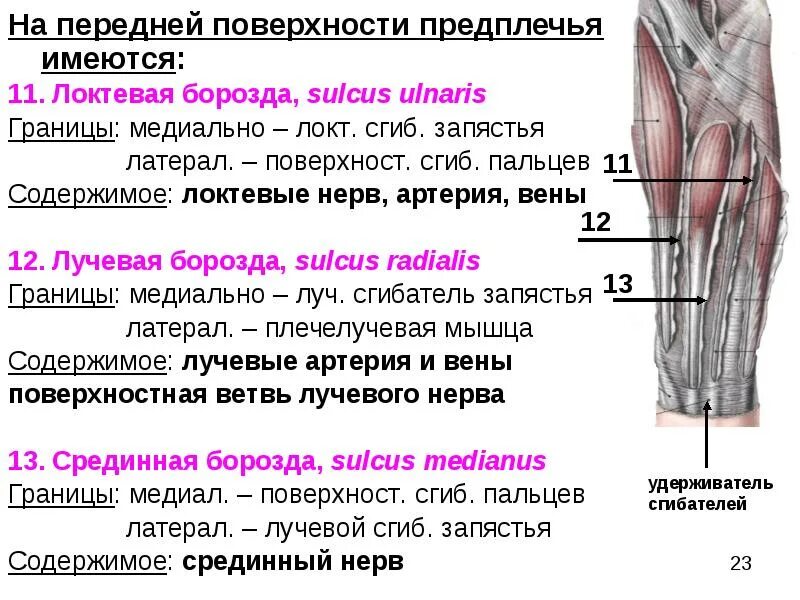 Переднее фасциальное ложе предплечья мышцы. Локтевой сгибатель запястья. Мышцы локтевой ямки. Топография локтевой ямки топографическая анатомия. Лучевая борозда предплечья анатомия.