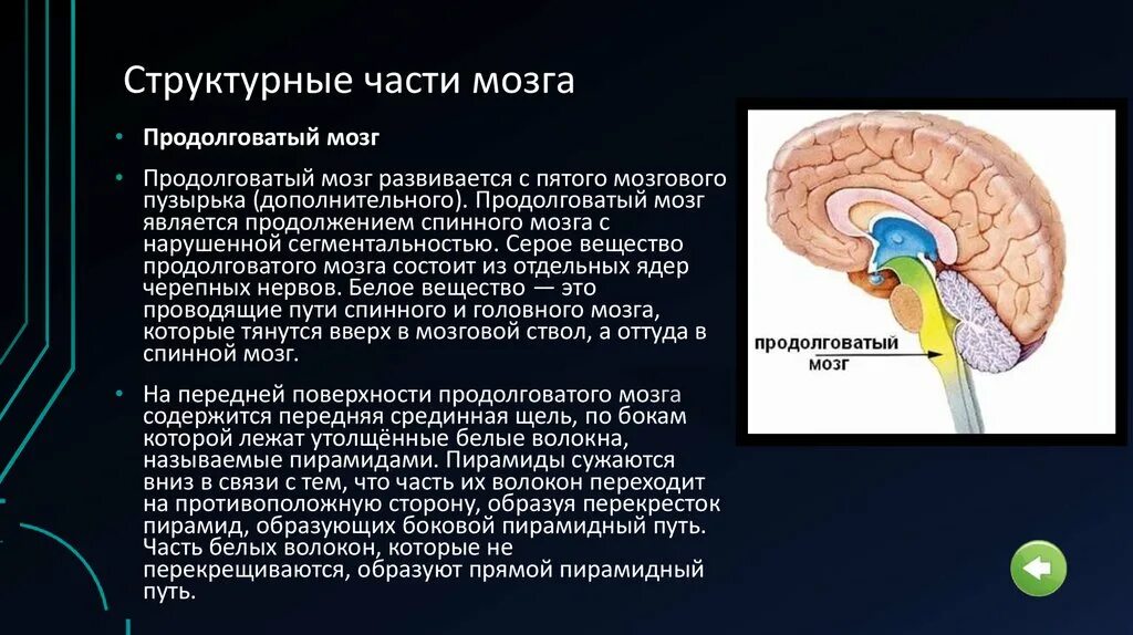 В продолговатом мозге находится нервный центр. Продолговатый мозг развивается из. Ядра серого вещества продолговатого мозга. Серое вещество продолговатого мозга. Строение серого вещества продолговатого мозга.