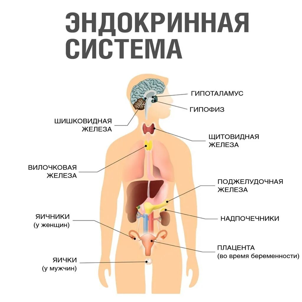 Где находится теме человека. Вафиг эндокринная система. гормональная эндокринная система женщины. эндокринная система человека анатомия. эндокринная система и эндокринные железы.