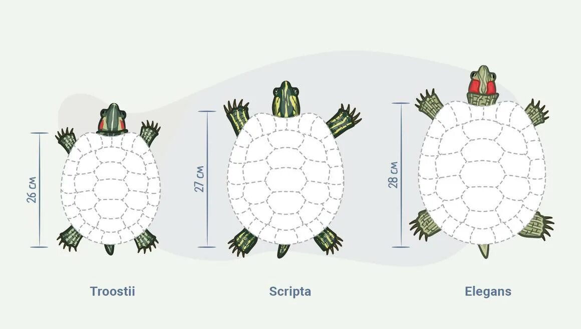 Как понять Возраст красноухой черепахи. Как узнать какой Возраст у красноухой черепахи. Как узнать Возраст красноухих черепах