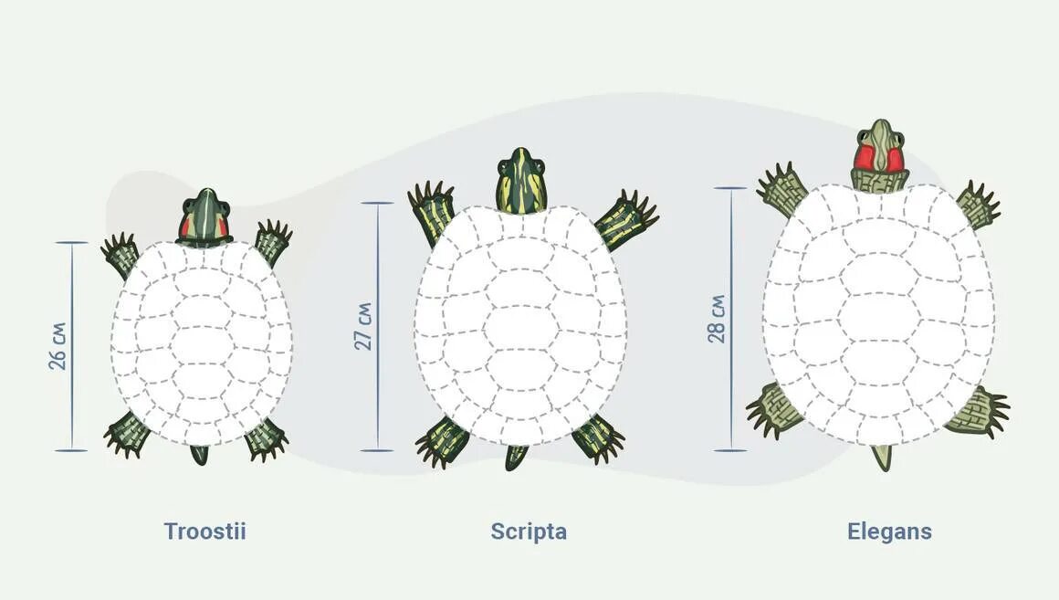 Черепаха рост. Размер панциря красноухой черепахи по годам. Как узнать какой Возраст у красноухой черепахи. Как узнать Возраст красноухих черепах. Как понять какой Возраст у черепахи красноухой.
