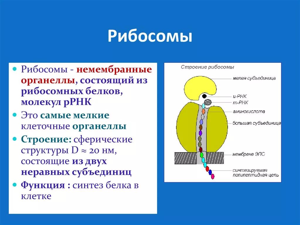 Синтез белков органелла. Строение органоида рибосомы. Структура органоидов рибосом. Строение рибосомы клетки. Рибосома строение мембрана.