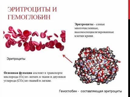 Уровни гемоглобина в организме