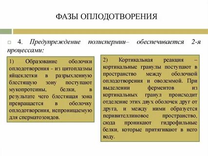 2 фаза оплодотворения