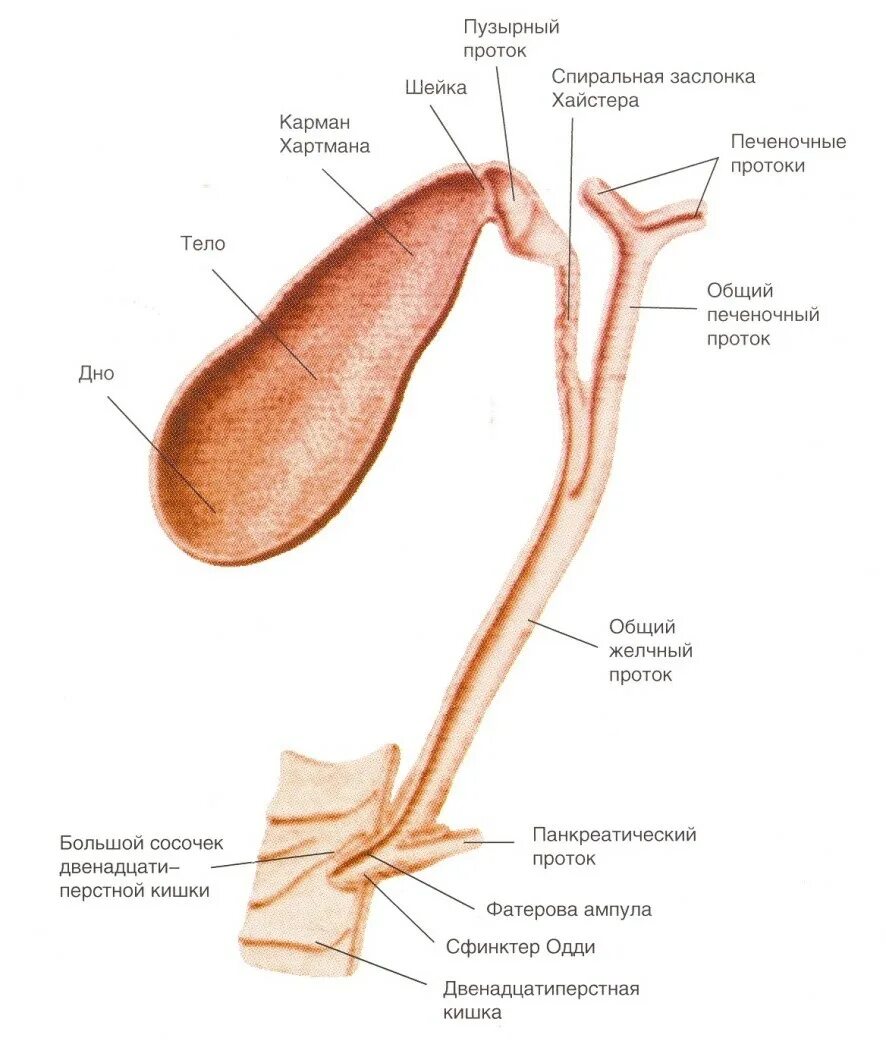 Схема строения желчных протоков. Анатомия внепеченочных желчных путей. Строение желчевыводящих путей анатомия. Схема внепеченочных желчных протоков.