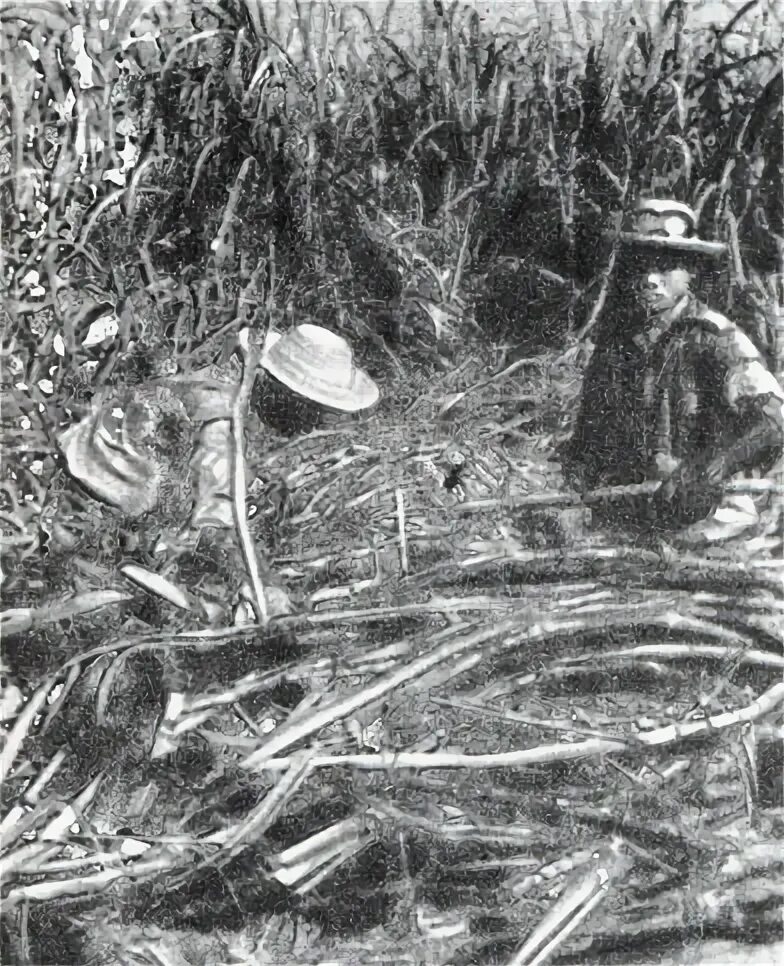 Рубщик сахарного тростника. Рубщики сахарного тростника Австралия. Рубка сахарного тростника. Лермонтов тростник. Рубщик сахарного тростника 8