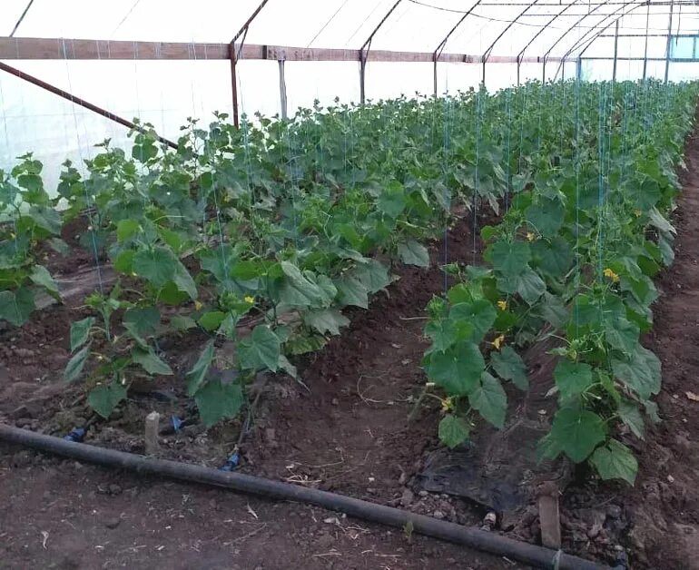 Огурец. Урожайность огурцов с куста. Урожайность огурцов с куста. Урожайность огурцов с куста. Огурцы на грядке в открытом грунте.