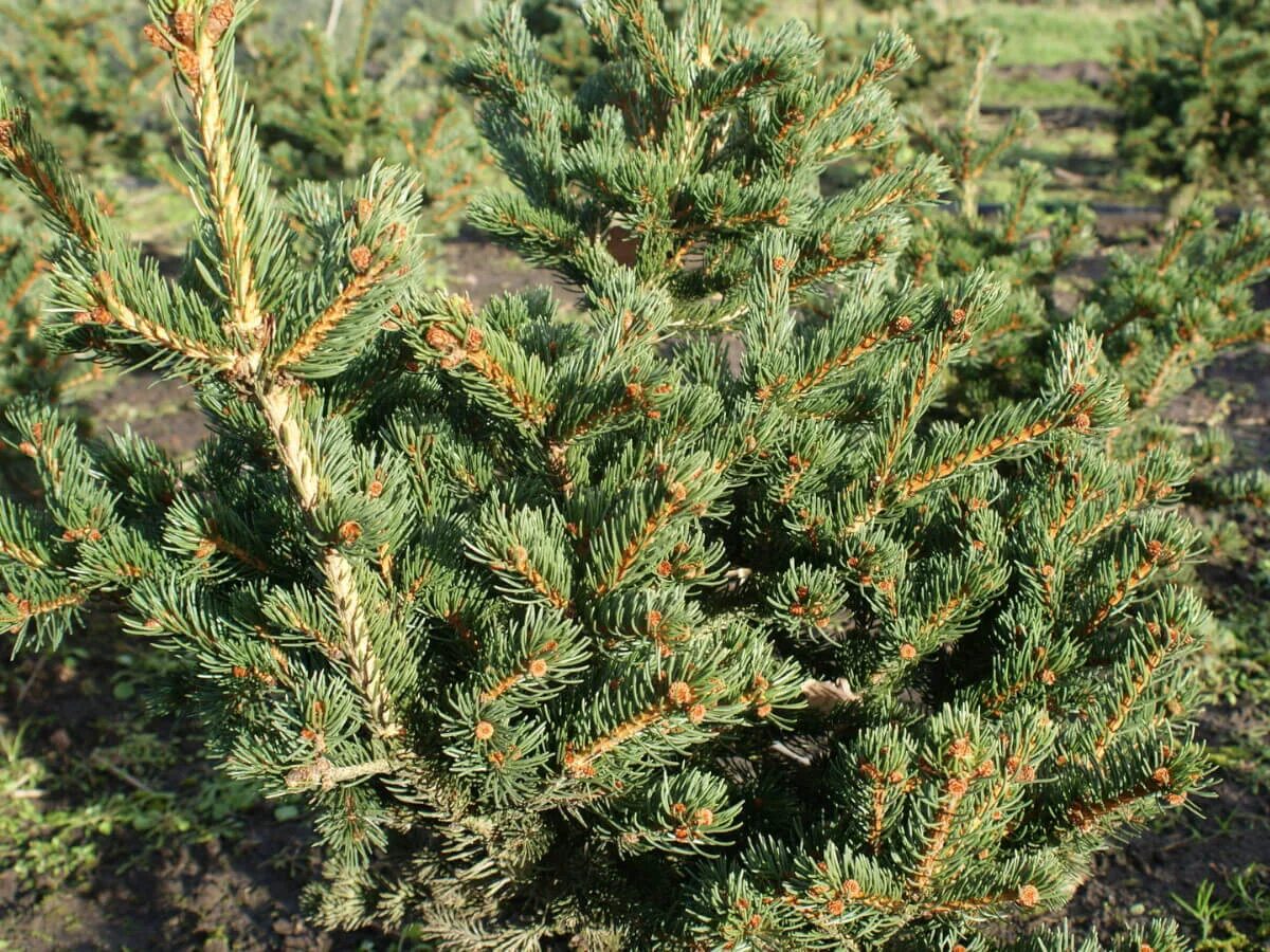 Ель колючая лаки страйк. Ель pungens Lucky Strike. Ель колючая (Picea pungens Lucky Strike. Ель колючая Lucky Strike.