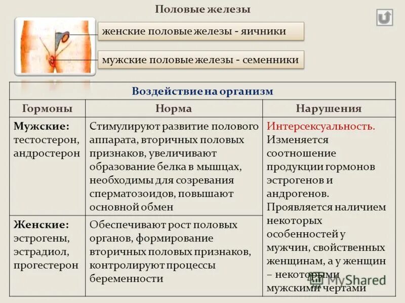 Гормоны половых желез и их функции. Мужские и женские половые железы их гормоны и функции. Женские половые железы. Строение.функции. Гормоны. Половые железы гормоны и их роль.