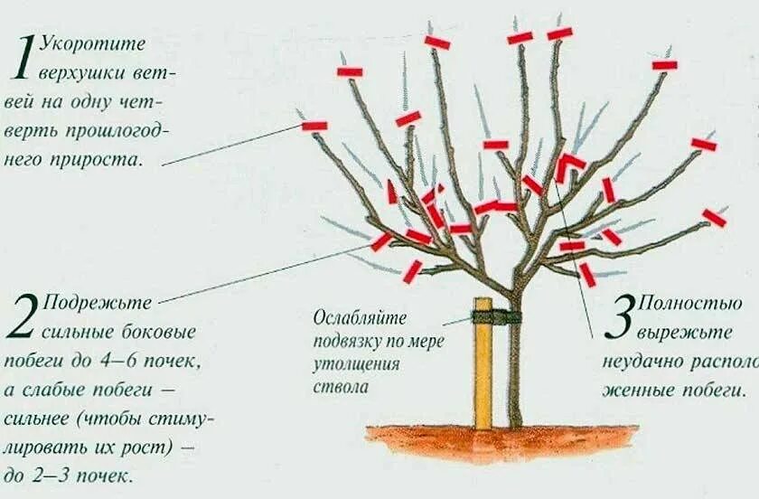 Положение побегов в пространстве у яблони. Схема обрезки яблони весной. правильно обрезать яблоню осенью схема подрезки. схема обрезки саженцев яблони весной. обрезка саженцев яблони весной.