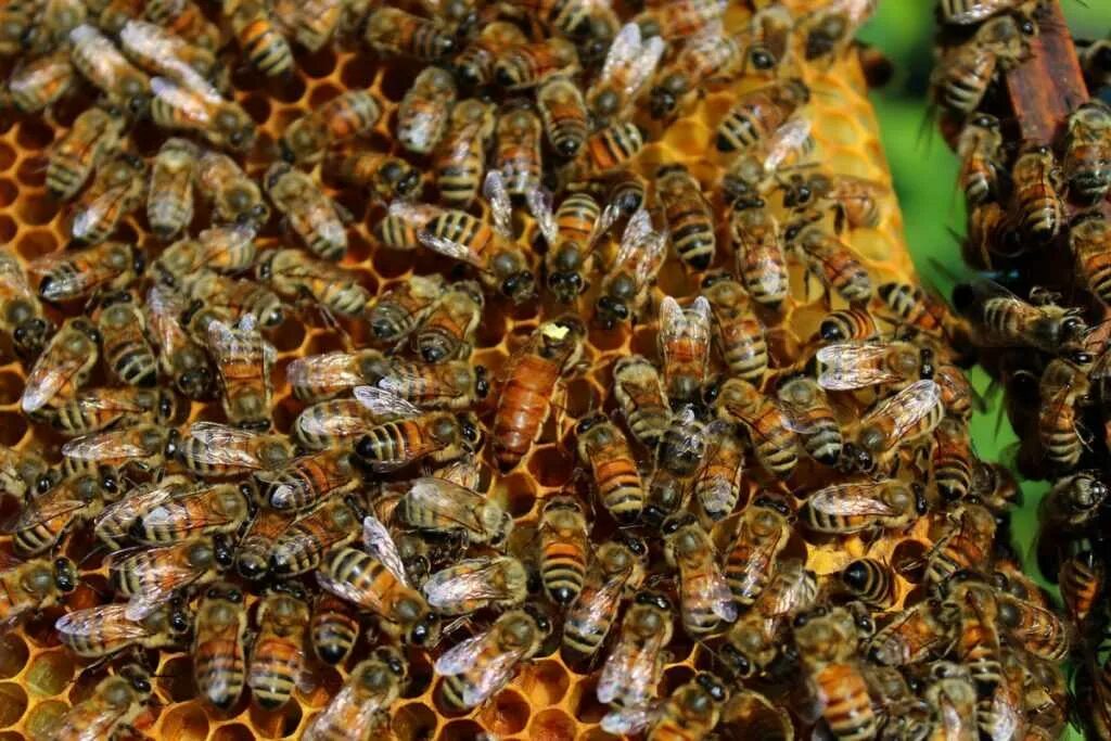 Личинки пчел и пчелы. Личинка пчелиной матки. Пчелиная матка. Куколка пчелы