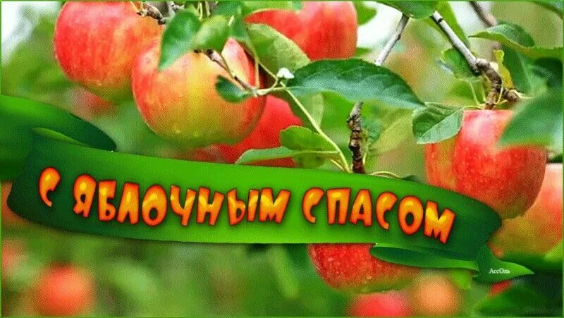 Открытки с яблоками. Яблочный спас. Открытки с яблочным спасом анимационные. Поздравительные открытки с яблочным спасом. Яблочный спас картинки приколы.