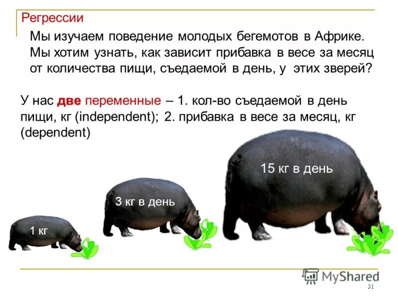 Соответствие между величинами бегемот капля. Вес гиппопотама. вес бегемота. сколько весит бегемот. обыкновенный бегемот вес.