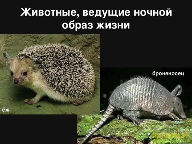 Ночной образ жизни животных. Животное которое ведет ночной образ жизни. Дневные и ночные животные. Дневной образ жизни животных. Дневные животные список