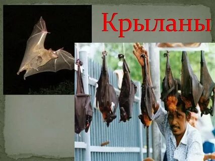 История сэма крылан
