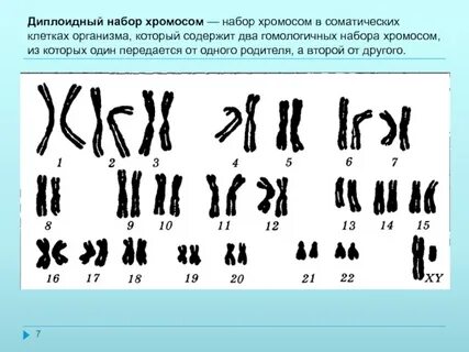 Набор хромосом в печени