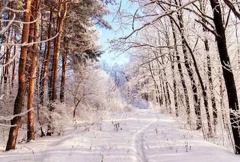 Зимние каникулы в мордовии