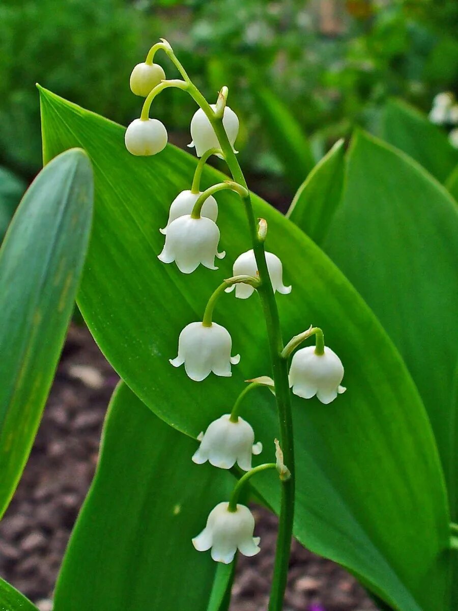 Картинки растений. Ландыш Convallaria Majalis. Ландыш Майский (Convallaria Majalis l.). Ландыш горный Convallaria Montana. Ландыш Майский Convallária Majális l..