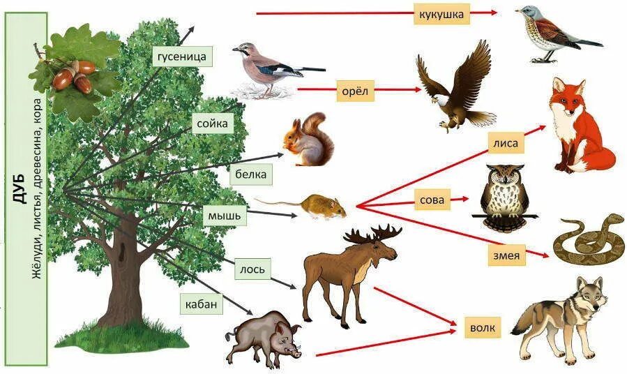 Составить пищевую цепь сообщества. Пищевая связь в Лесном сообществе. Цепь питания в лесу. Цепочка питания живых организмов. Цепь питания лесных обитателей.