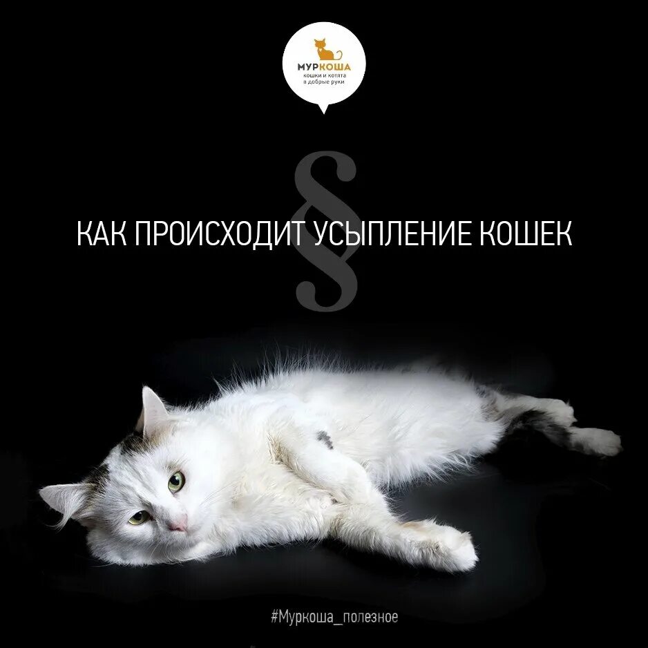 Усыпить кошку в москве. Процесс усыпления кошки. Причины усыпления кота. Как происходит усыпление кота.