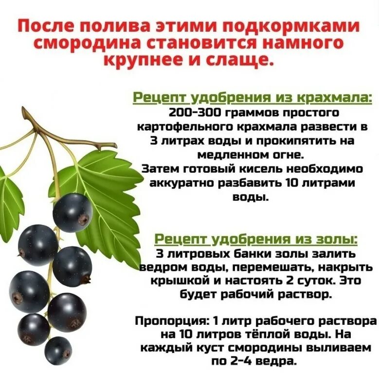 Чем подкормить смородину весной после зимы. Смородина удобрения схема. Удобрение для смородины. Удобрениежля смородины. Подкормка смородины крахмалом.