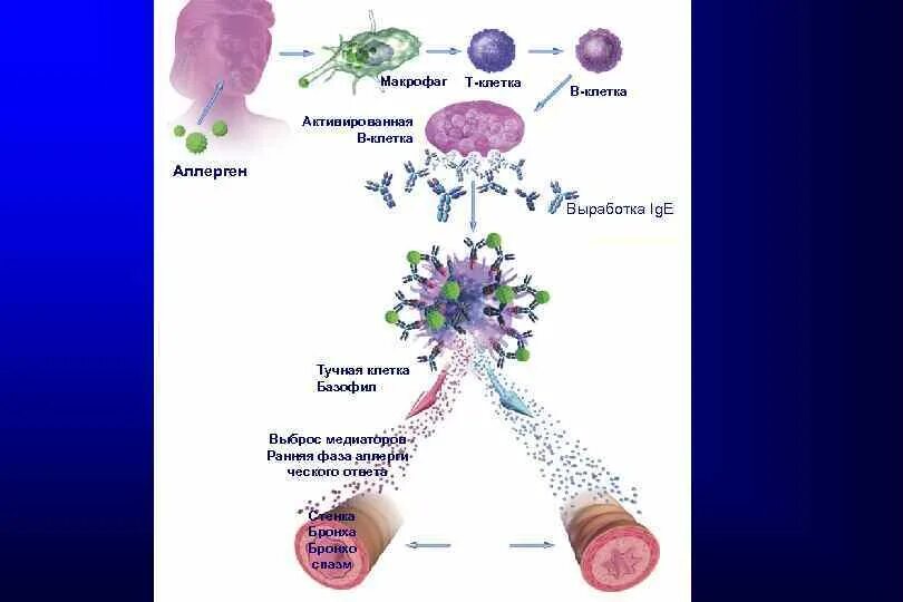 2 макрофаги. Активированные макрофаги. Медиаторы тучных клеток и базофилов. Тучные клетки это макрофаги. Медиаторы, которые вырабатывает активированный Макрофаг.