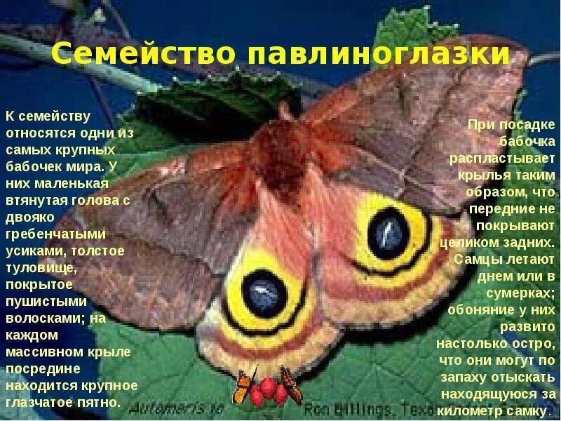 Сообщение о бабочке. Описание бабочки. Важные сведения о бабочках. Доклад про бабочку.