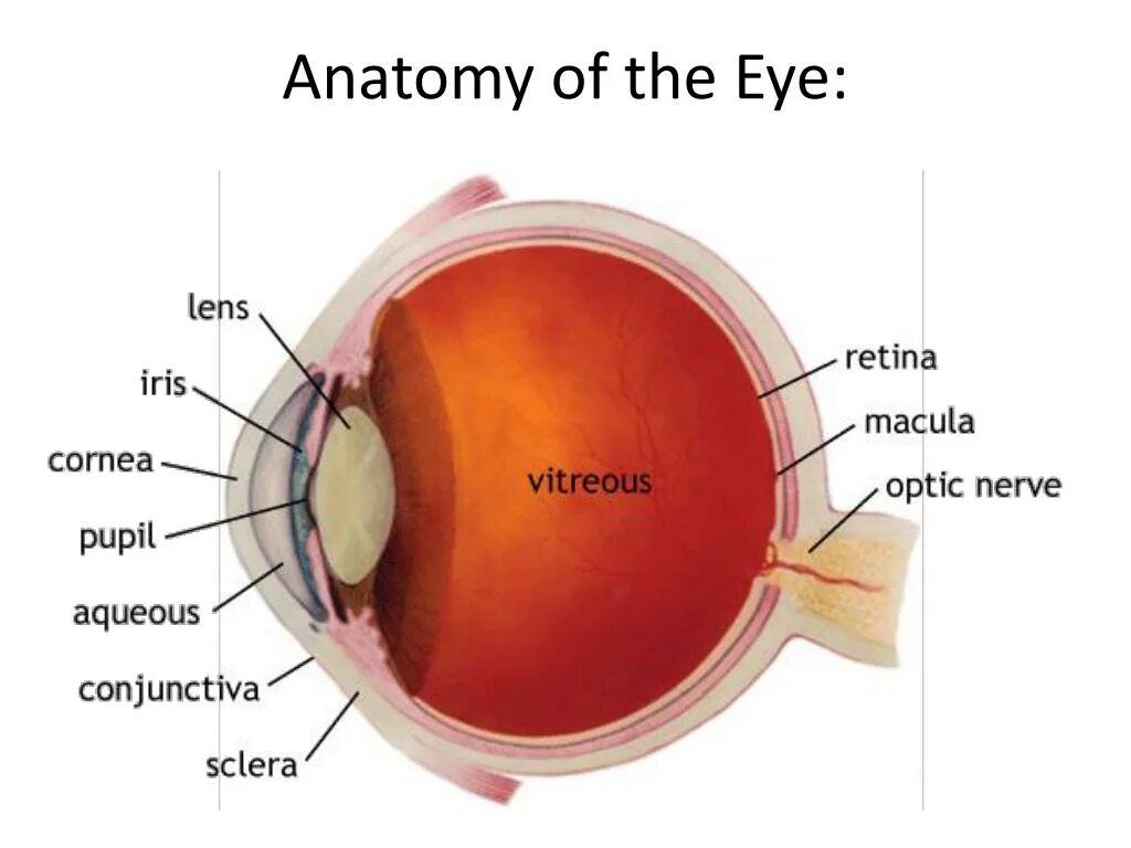 Lens анатомия. Lens on Lens cornea. Торический хрусталик видение.