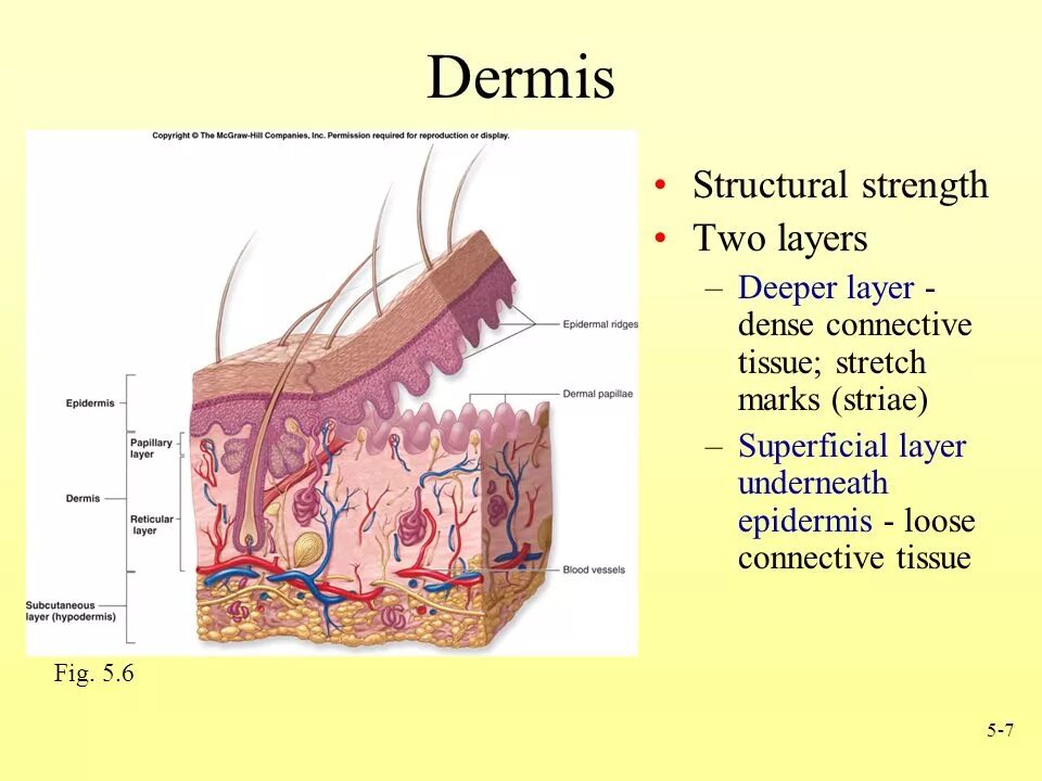 Dense перевод. Кожа анатомия. Epidermis layers.