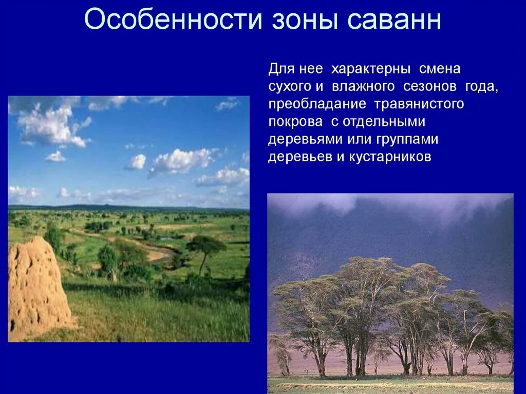 Природные зоны Африки саванны. Климат зоны саванн. Характеристика саванны. Саванна это природная зона.