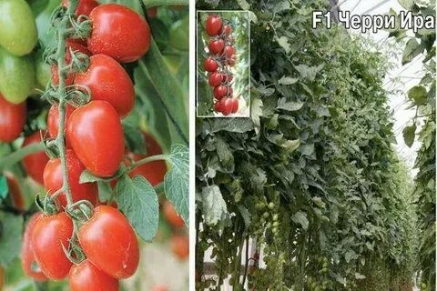 Характеристика томата черри ира