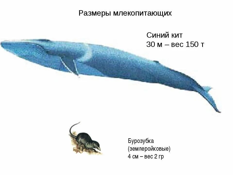 Самый большой кит размеры и вес. Кит длина и вес. Синий кит Размеры. Размеры млекопитающих. Синий кит вес.