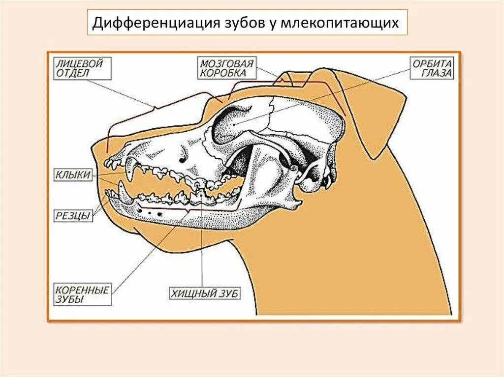 Строение зубов хищных млекопитающих. Зубная система хищных млекопитающих. Млекопитающие строение череп зубы. Строение черепа хищных млекопитающих.