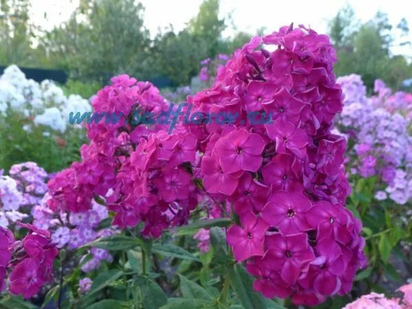 Флокс авангард. Флоксы анны калугиной. Сад флоксов анны калугиной. Флокс голубой дунай. Сад флоксов анны калугиной.