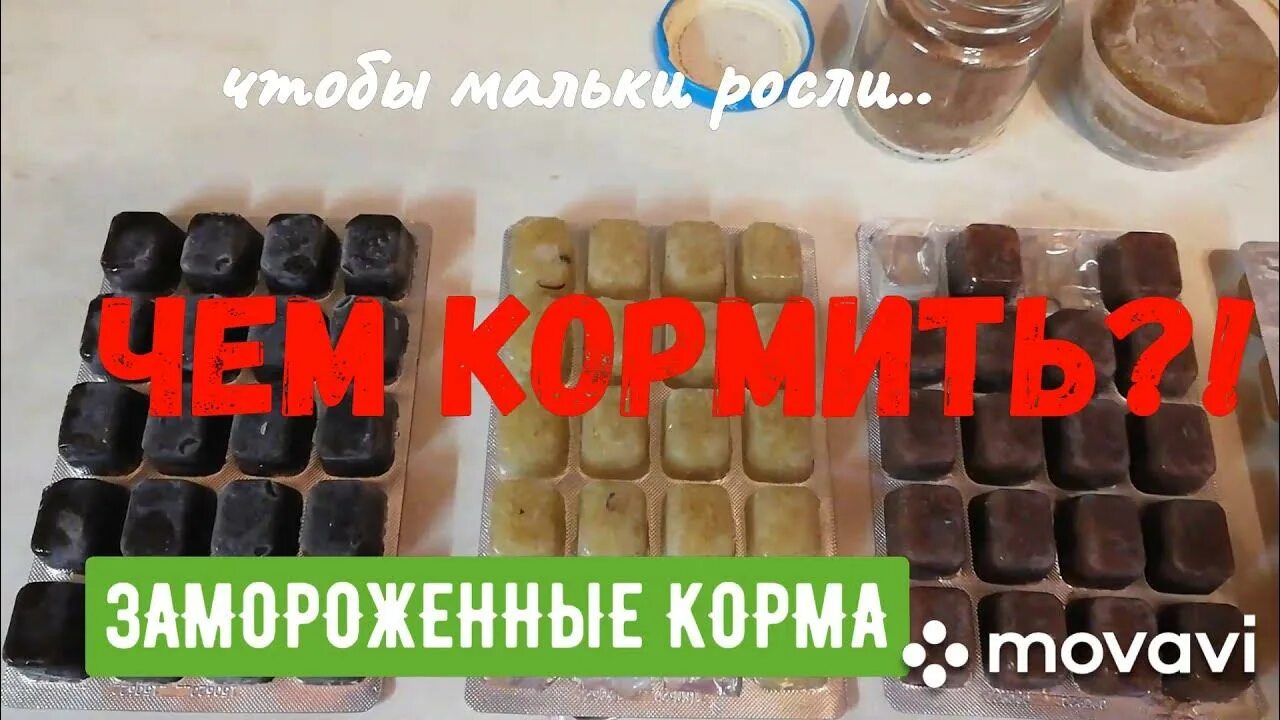 Как кормить замороженным мотылем. Замороженный корм для мальков. живой корм для малька. замороженный корм для рыб как кормить. замороженная артемия для мальков.
