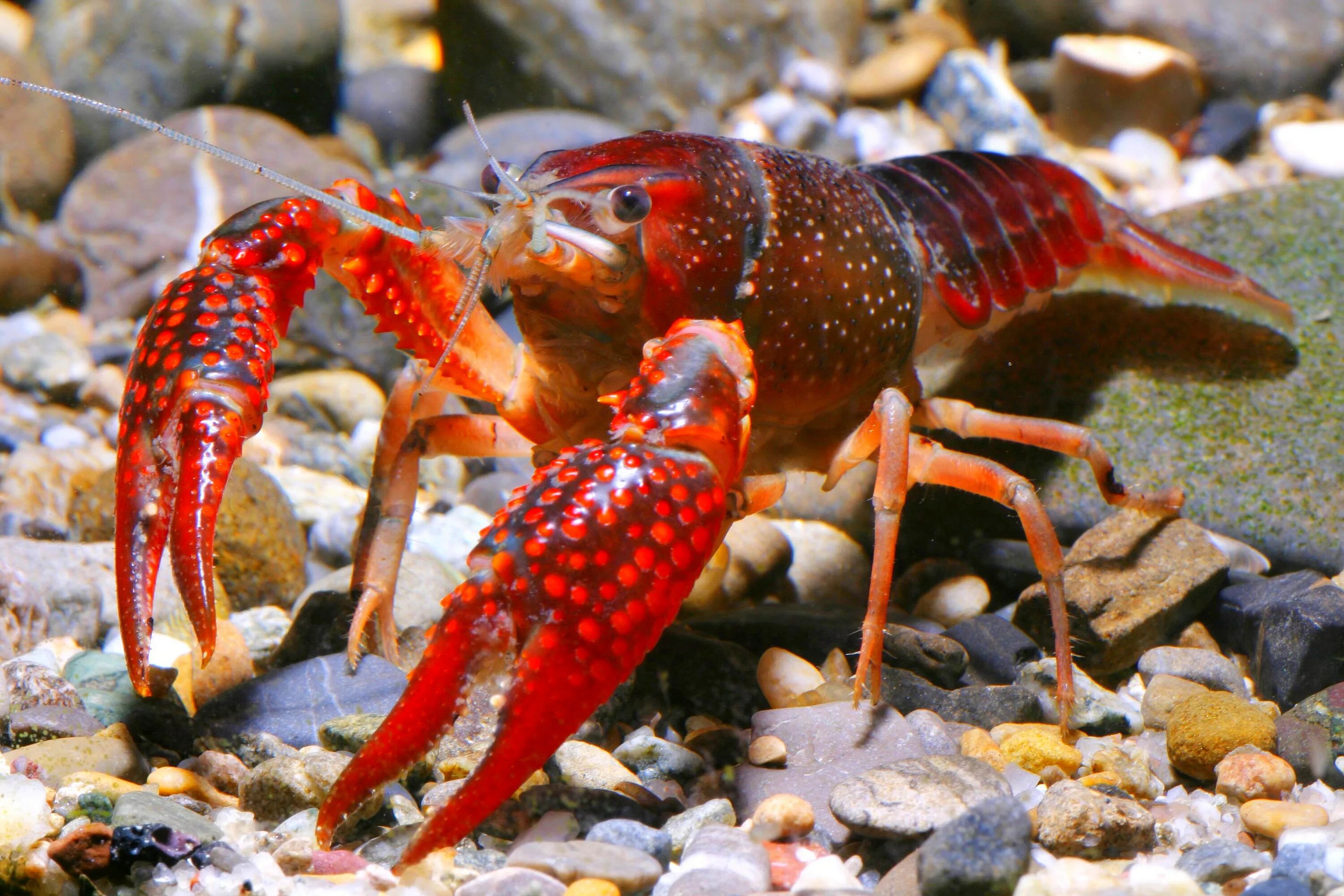 Известные виды раков. Флоридский краб. Флоридский лангуст. Procambarus clarkii. Калифорнийский красный краб.