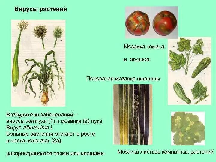 Вирусные заболевания растений примеры Описание болезней цветков Хлорофитумов: причины, как бороться, вредители