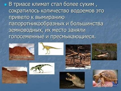 Эра господства голосеменных растений