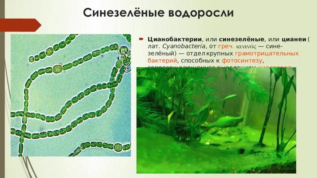 Водоросли это бактерии. Синезеленые водоросли цианеи. цианобактерии (синезелёные). синезеленые водоросли цианобактерии. цианобактерия и сине зеленая водоросль.