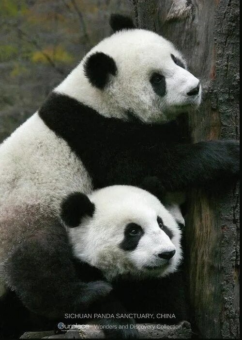 Pandas сайт