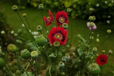 Poppy plant