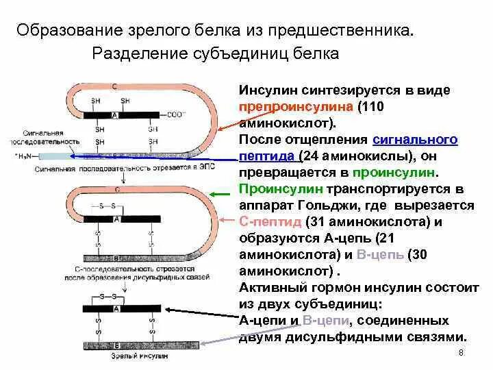Последовательность создания инсулина искусственного. Этапы синтеза инсулина. инсулин строение образование из проинсулина. схема образования инсулина. процесс образования инсулина схема.