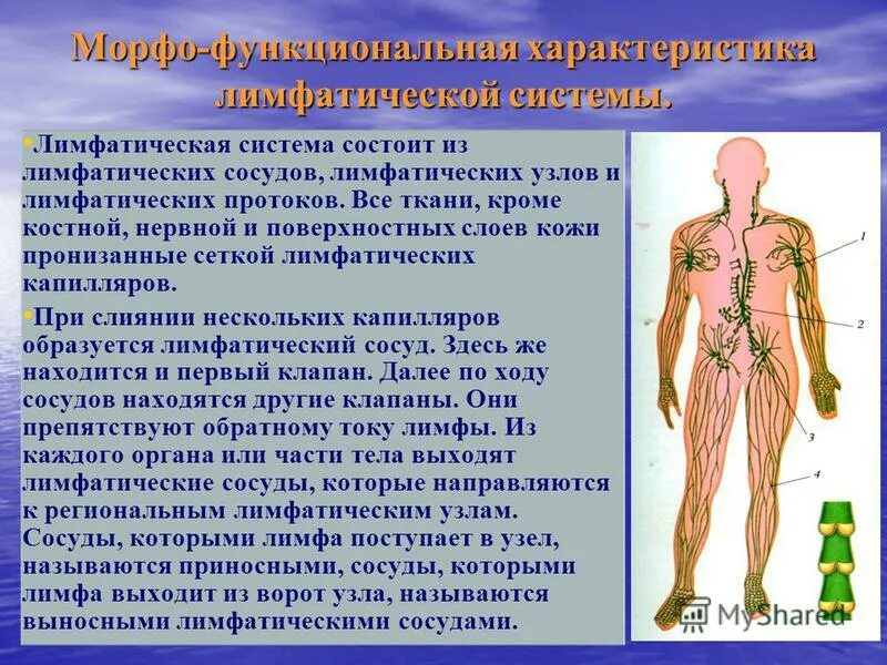 В лимфатический сосуд поступают. Структурно-функциональные особенности лимфатической системы. Функции лимфатической системы анатомия. Анатомия и физиология лимфатической системы. Лимфатическая система схема.