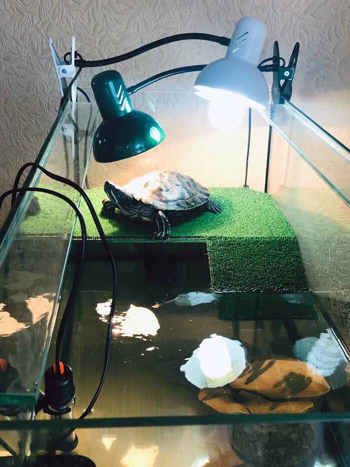 Ультрафиолетовые лампы для красноухих черепах