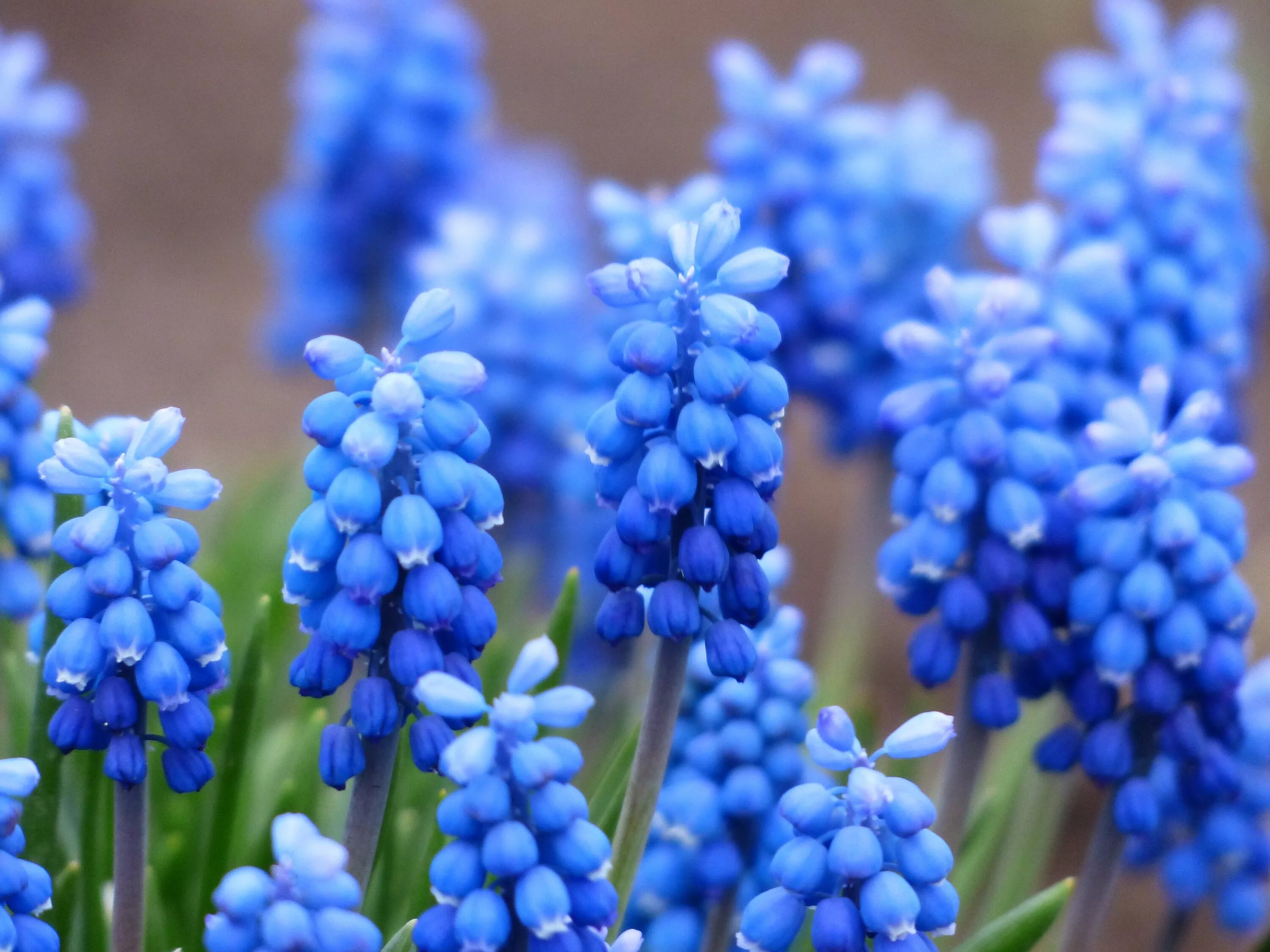 Весенние синие цветочки. Мускари Лазурный альбум. Мускари Арменикум. Мышиный гиацинт мускари. Мускари перьевидные.