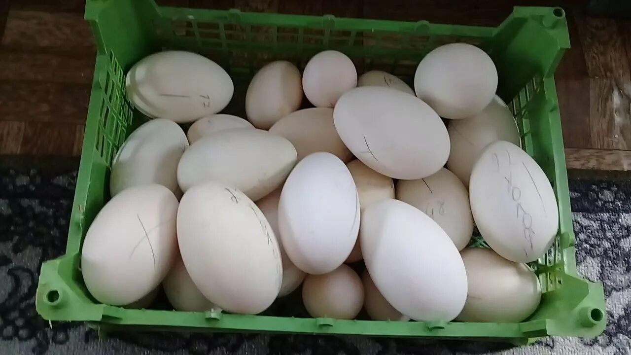 Купить инкубационное яйцо брянская область. Яйцо гусиное инкубационное. Яйца гусиные домашние.